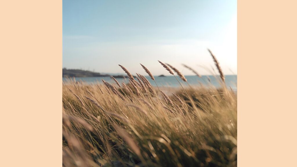 良い風が吹く画像