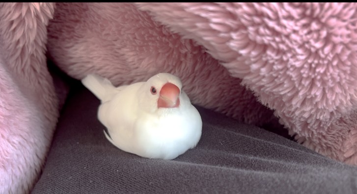 こたつの中が大好きなシロです