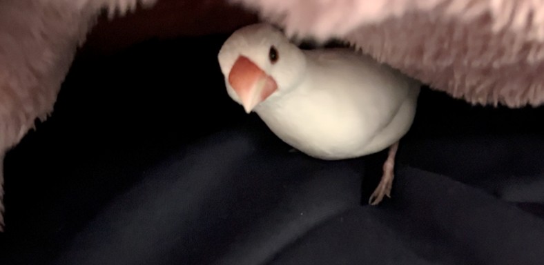 こたつの中で嬉しそうなしろの画像