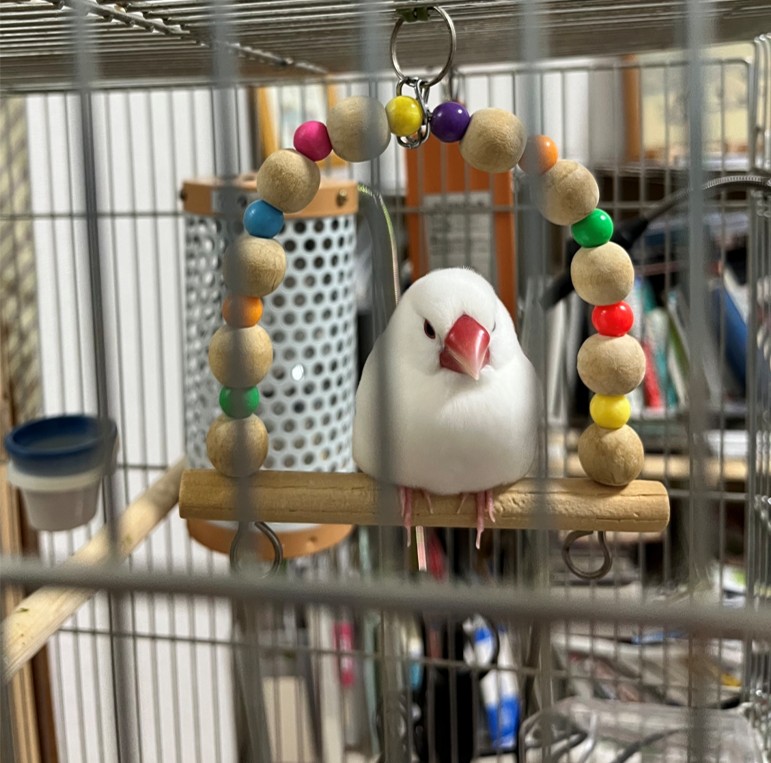 とりかごで家族の様子をみつめるシロ