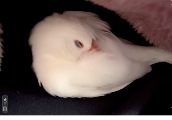 コタツの中でねてしまうシロ