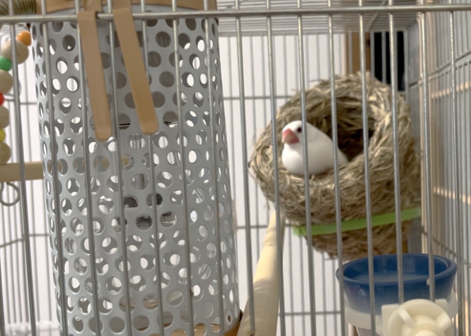 新しい文鳥用ヒーターに驚く文鳥の画像